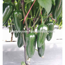 NP101 Gongsi F1 híbrido verde sementes de pimentão companhia